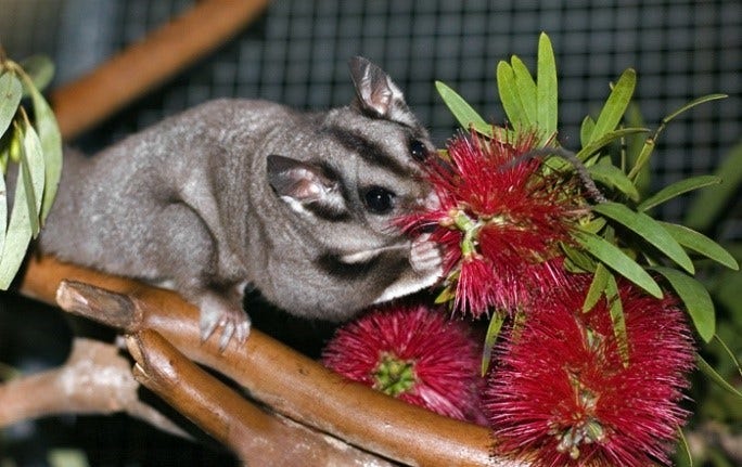 Photo of a squirrel glider